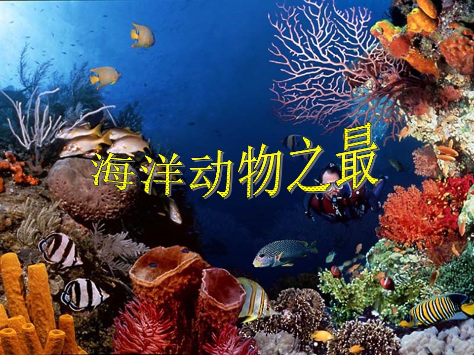 中班科学课件：《海洋动物之最》