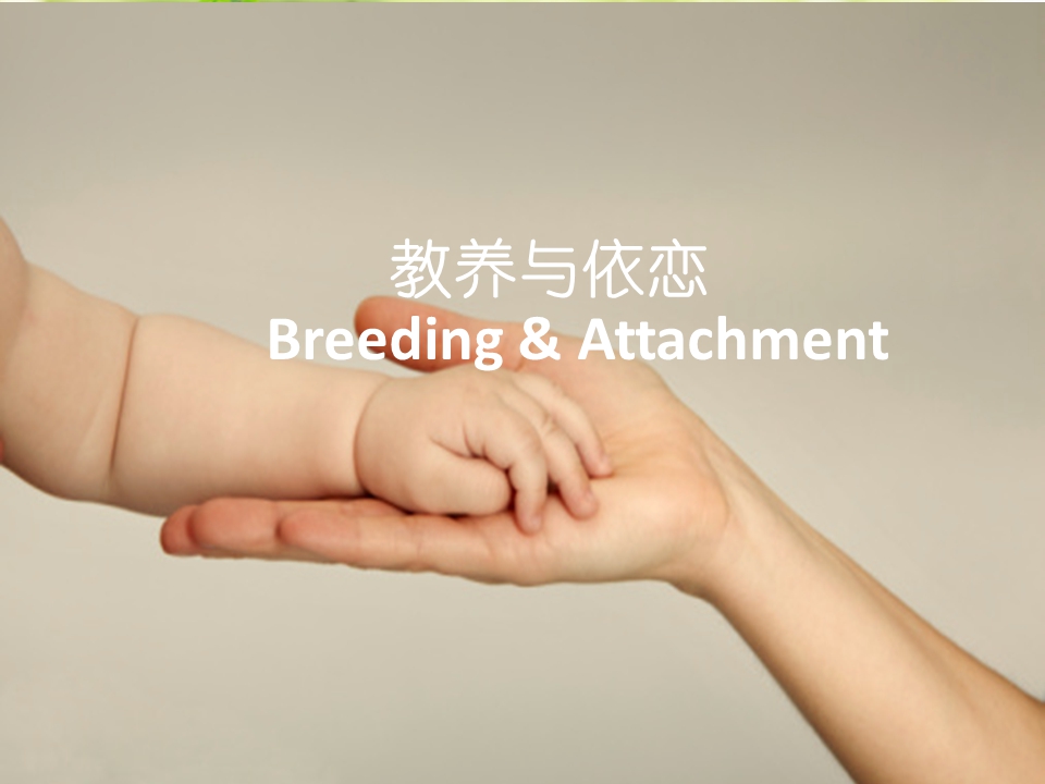 精美教学PPT模板